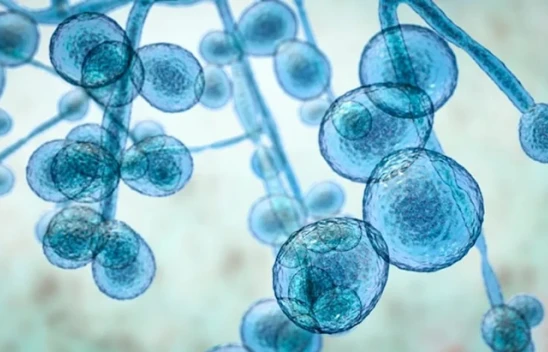 Hastanelerde korkutan artış! Öldürücü mantar salgını patlak verdi!