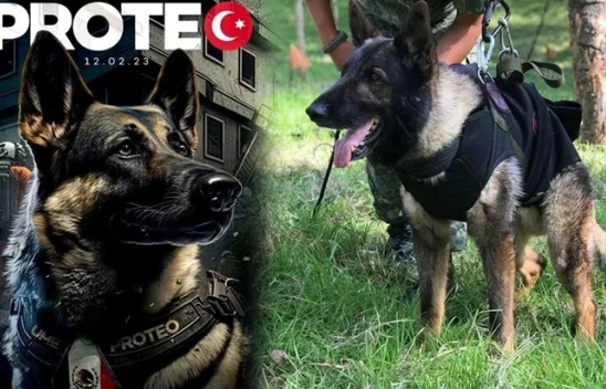 Hatay'da enkaz altında kaldı denilmişti! Meksikalı köpek Proteo'nun ölüm nedeni belli oldu!